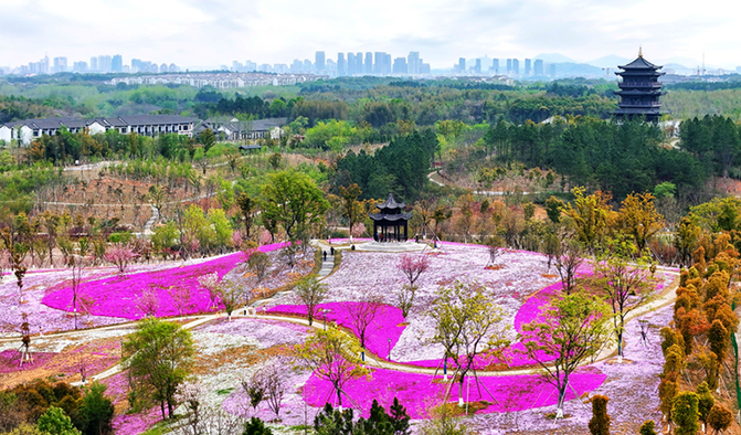 芝樱织锦绣 春光醉游人