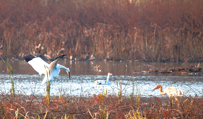 已发现3只！珍禽白鹤再现平天湖